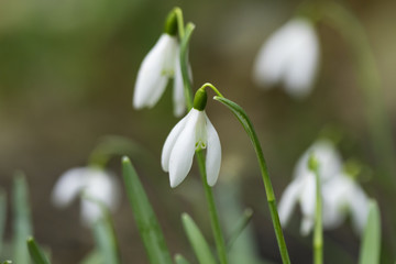 little snowdrops on spring morning, detail