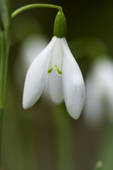 Obraz premium little snowdrops on spring morning, detail