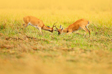 Brazil deer fight. Two animal in grass. Pampas Deer, Ozotoceros bezoarticus, sitting in the green grass, Pantanal, Brazil. Wildlife scene from nature. Deer, nature habitat. Wildlife Brazil.