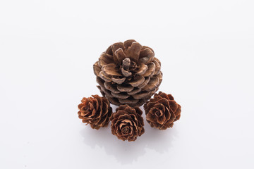 Pine cone on white background