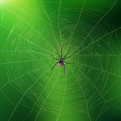 Spider Weaving Its Web Realistic Background