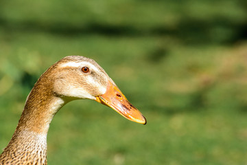 portrait laufente