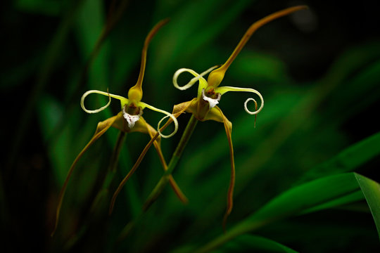 Maxillaria fractiflexa, Ecuador, Wild orchid, Inward-Rolling Maxillaria . Orange flower, nature habitat. Beautiful orchid bloom, close-up detail. Wild flower, America. Travel, tropic forest flower.