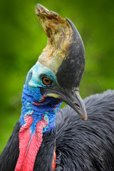 Detail portrait Southern cassowary, Casuarius casuarius, known as double-wattled cassowary, Australian big forest bird, detail hidden portrait from dark tropic forest, Papua New Guinea, wildlife Asia.