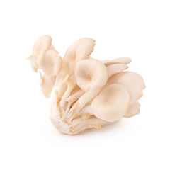 White Panus polychrous isolated on a white background