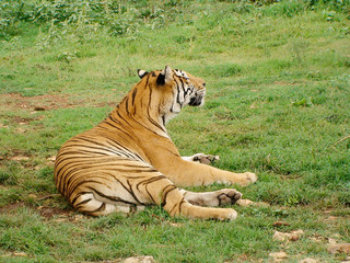A tiger (feline beast) peacefully sitting on the grass, looking away from us.
