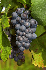 Cleebourg. Grappe de raisin noir avant les vendanges. Bas Rhin. Alsace. Grand Est