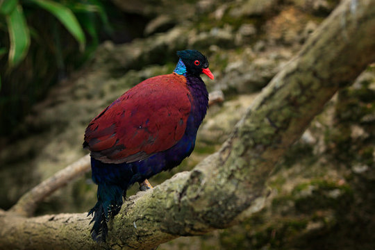 Green-naped Pheasant-pigeon,  Otidiphaps nobilis, rain forest of New Guinea and nearby islands. Rare bird in the habitat. Pigeon sitting on the tree branch. Dove from Asia, nature wildlife.