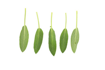 Sage plant isolated on a white background