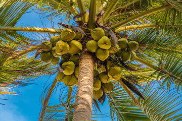 Below a palm tree with lots of fresh hanging coconuts. Taken in Terengganu, Malaysia.