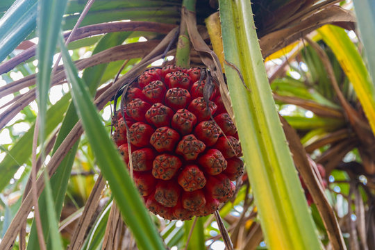 A close-up of a red ripe fruit of the screwpine (Pandanus odorifer), that is still hanging on a branch. Taken in Terengganu, Malaysia.