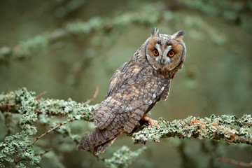 Long-eared Owl sitting on branch in fallen larch forest during autumn. 
