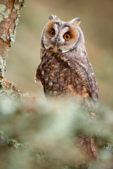 Owl hunting, Czech wildlife Green lichen. Long-eared Owl sitting on branch in fallen larch forest during autumn. Owl in nature wood nature habitat. Bird sitting on the tree, long ears.