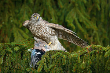 Goshawk, forest habitat. Hawk from Czech Reublic. Wildlife scene wild nature, Accipiter gentilis. Bird behaviour. Bird of prey Goshawk kill jay on green spruce tree. Feeding scene with bird and catch.
