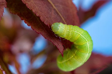 Fototapeta premium Green caterpillar climbing on the leaves of a red maple tree
