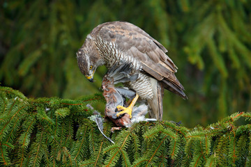 Goshawk, forest habitat. Hawk from Germany. Wildlife scene from wild nature. Bird behaviour. Bird of prey Goshawk kill jay on green spruce tree. Feeding scene with bird and catch.