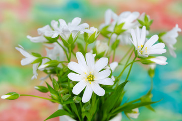 Bouquet of delicate wild white flowers, colorful background