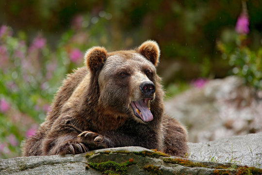 Bear with open muzzle, tongue and tooth. Portrait of brown bear, sitting on the grey stone, pink flowers at the background. Danger animal in the nature habitat, Sweden. Wildlife scene from nature.