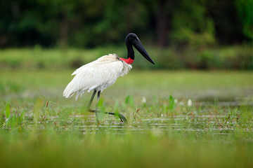 Jabiru, black and white bird in green water with flowers, Bolivia. Wildlife scene, South America. Beautiful big bird in marsh. Jabiru in water lake, green vegetation. Travel Bolivia.