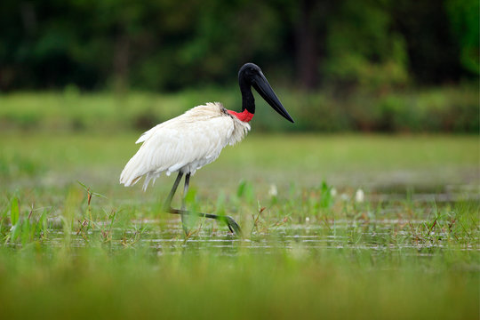 Costa Rica Jabiru, Jabiru mycteria, black and white bird in green water with flowers. Wildlife scene, Central America. Beautiful big bird in marsh. Water bird in lake, green vegetation. Rainny day.