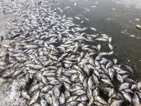 Mass death of fish