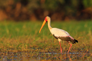Yellow-billed Stork, Mycteria ibis, walk in water, Tanzania. River with bird in Africa. Strok in nature march habitat. Stork in Africa lake. Bird in the water. Stork from Kenya.