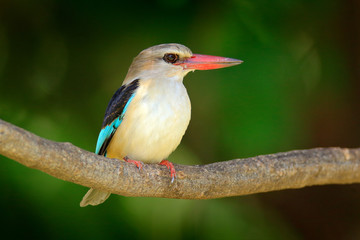 Brown-hooded Kingfisher, Halcyon albiventris, detail of exotic African bird sitting on the branch in the green nature habitat, Chobe river, Botswana, Africa. Wildlife scene form nature.