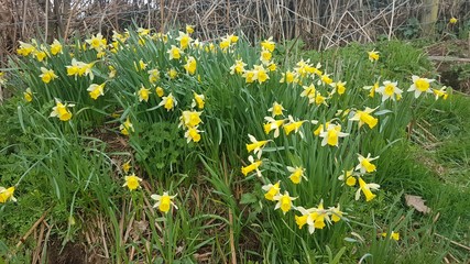 Daffodil fields and woods in Dymock Gloucestershire England