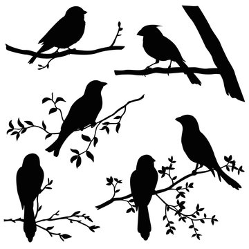 birds on branches silhouette set