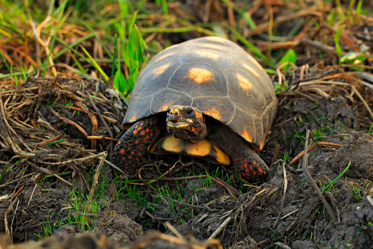 Red-footed tortoise, Chelonoidis carbonarius, turtle from Pantanal, Brazil. Tortoise with red leg. Animal in nature habitat. Wildlife Brazil.