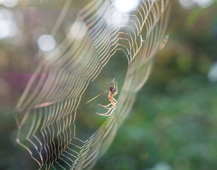 The spider on spiderweb in forest