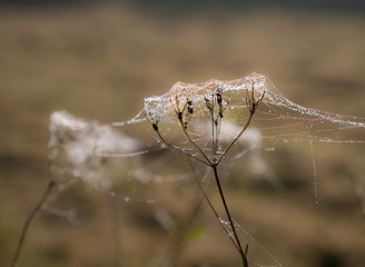 The dried plant in a spiderweb
