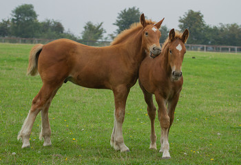 Naklejka na ściany i meble photo of a pair of beautiful Suffolk Punch foals 
