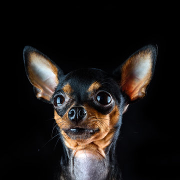 portrait of a small dog with big ears