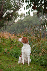 Brittany dog breed at the river