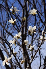 Magnolia kobus