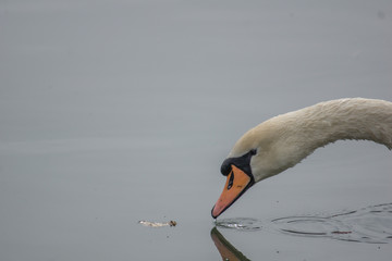 Schwan