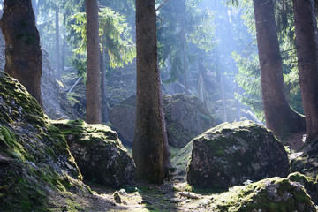 Silent clearing with a light. © Toonix