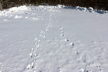 Animals track lines in the fresh snow in the March sunny forest