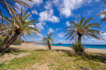 Fototapeta na wymiar The palm forest of Vai is one of the most popular sights in Crete.It attracts thousands of visitors every year.They come not only for its wonderful palm forest,but also for the amazing tropical beach