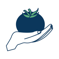hand holding fresh ripe tomato tasty vector illustration green and blue