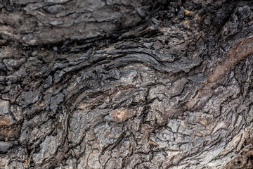 grange texture of bark of an old tree as an art of nature