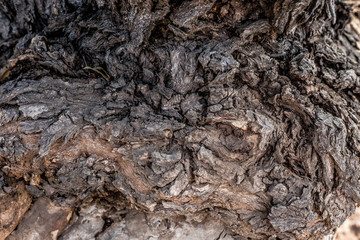 grange texture of bark of an old tree as an art of nature