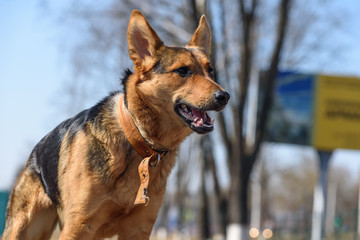 Portrait of a German Shepherd on the street
