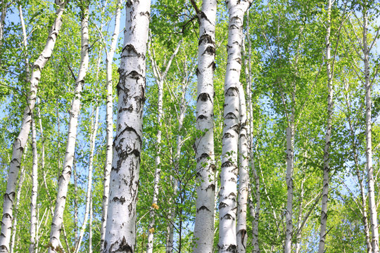 Fototapeta Beautiful young birch trees with green leaves in summer in sunny weather