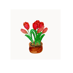 watercolor illustration flowers red tulips in a brown pot