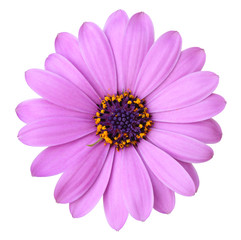 Wonderful violet Daisy (Marguerite, Bornholmmargerite) isolated on white background. © Olaf Simon