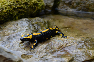 Feuersalamander