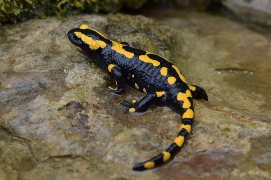 Feuersalamander; fire salamander; spotted salamander; Salamandra salamandra; 