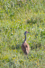 A beautiful Sandhill Crane standing in tall green grass. Mackenzie river, Northwest territories ( NWT) Canada.